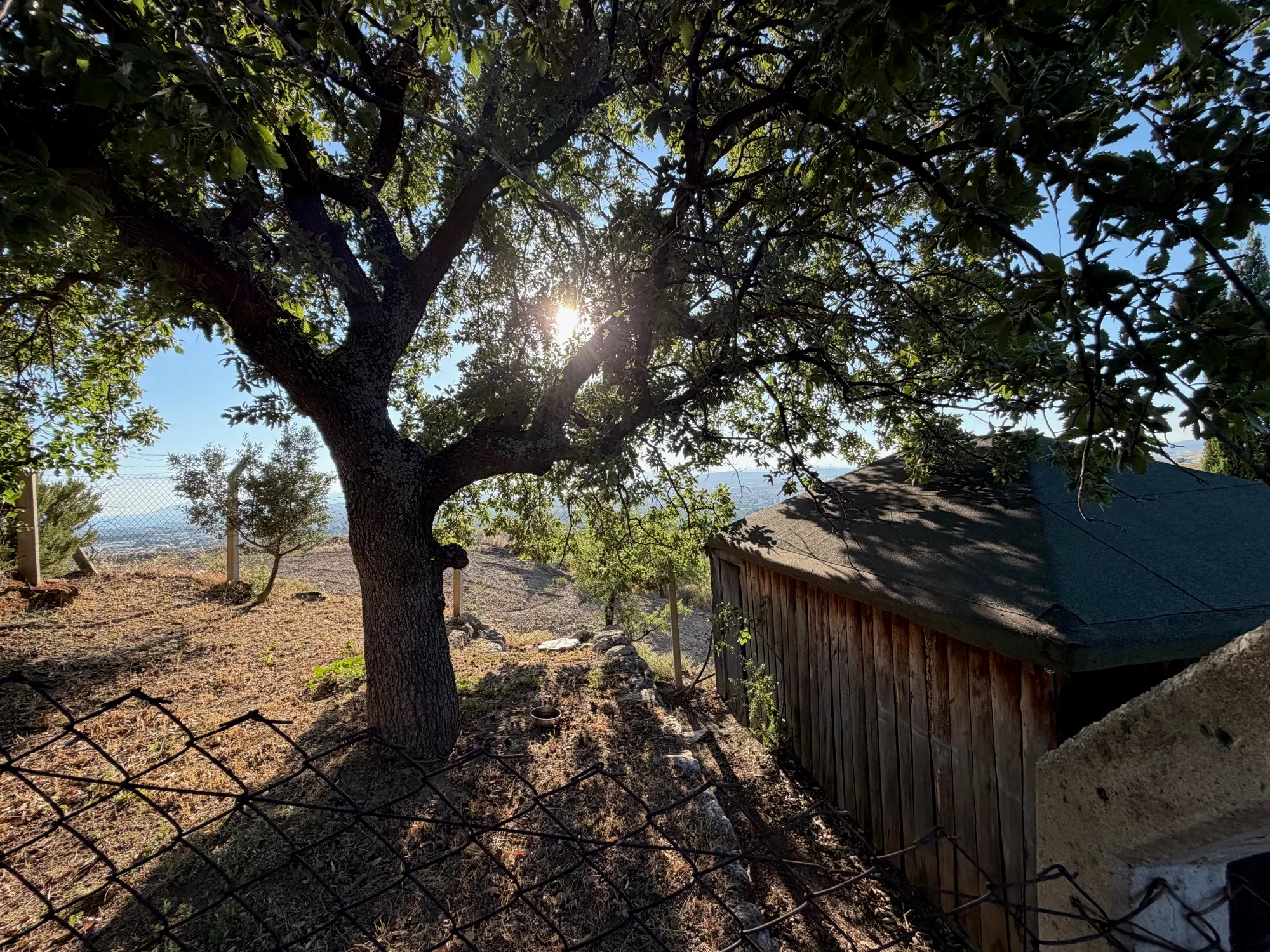The cabin through the trees