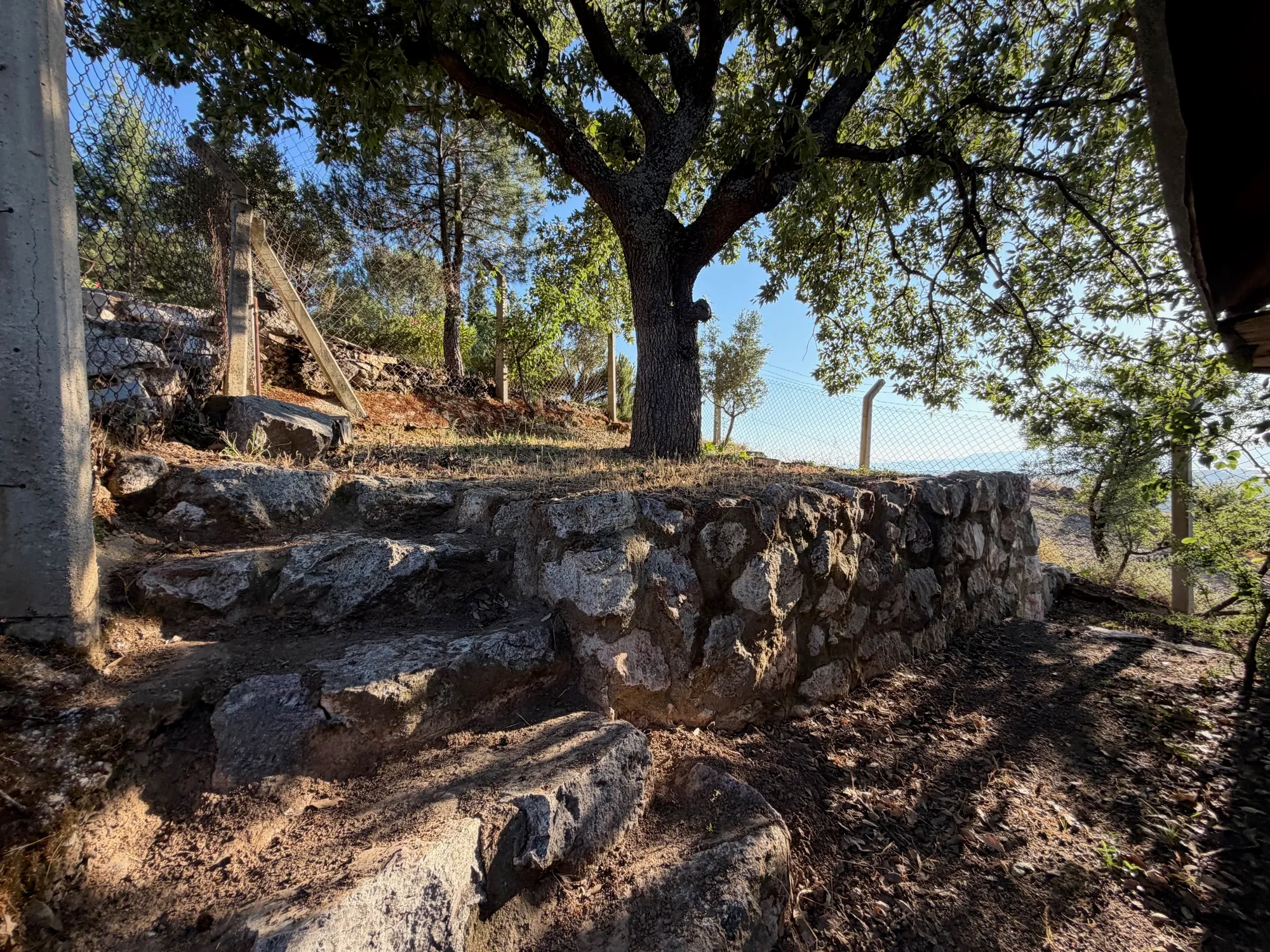 Stone steps under the oak