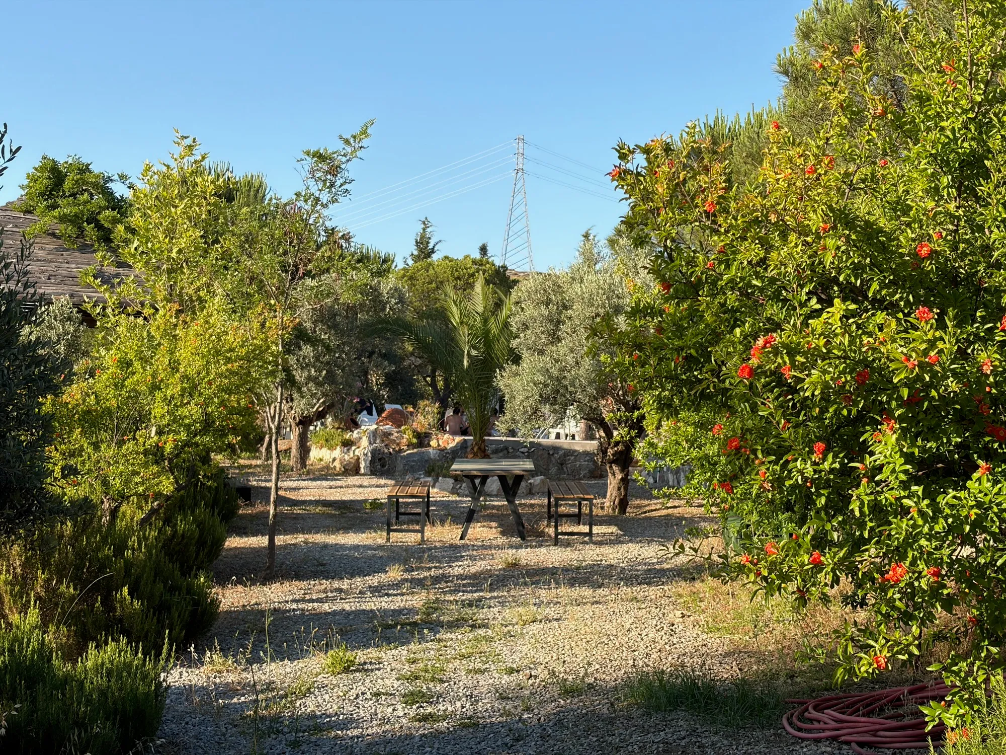Pomegranate trees